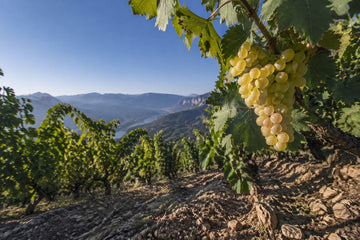 Le viognier : du Condrieu à la Békaa, un blanc solaire en altitude