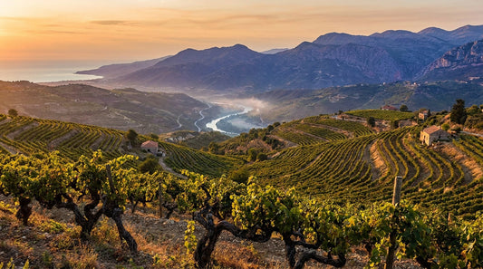 Les régions viticoles du Liban : Bekaa, Batroun, Jezzine, Mont-Liban