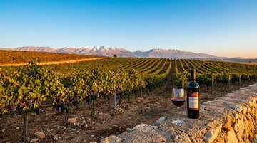 Le cabernet sauvignon dans la Békaa : pourquoi il réussit à 1 000 m