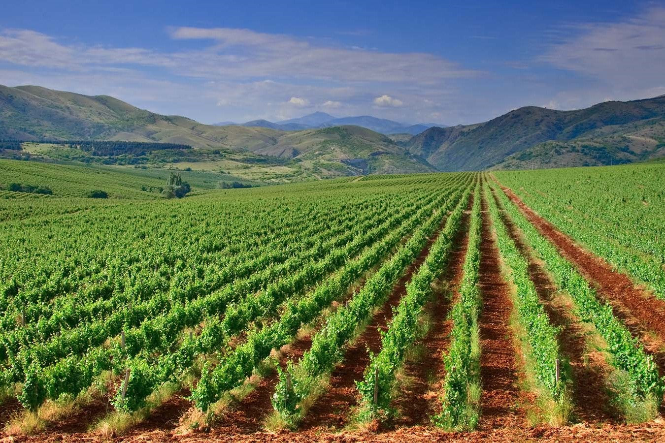 Wines of Macedonia